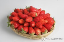 하늘 아래 첫 동네서 맛보는 딸기 맛은? | 연합뉴스