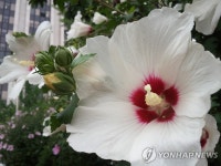 나라꽃 보러 오세요…부안군 무궁화동산 조성 | 연합뉴스