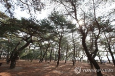 백사청송 하동 송림공원 내달 완전 개방 | 연합뉴스