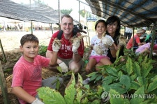 금산인삼축제 내달 18~27일 열려 | 연합뉴스