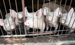 경북 고령 돼지농장서 야외바이러스감염항체 검출 | 연합뉴스