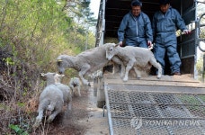정선 아라리 양떼목장 | 연합뉴스
