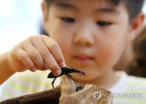 도봉구청숲 속 곤충 특별체험전 | 연합뉴스
