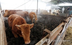 소 살려~ | 연합뉴스