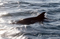 고향 바다로 돌아가는 큰돌고래 고어진 | 연합뉴스