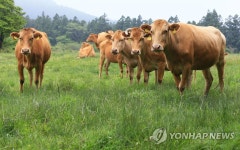 풀만 먹여 키운 한우 쇠고기 시장에 나왔다 | 연합뉴스