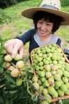 매실이 주렁주렁 | 연합뉴스