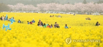 꽃길만 가시리…제주유채꽃축제 내달 4일 개막 | 연합뉴스