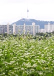 남산타워와 메밀꽃 | 연합뉴스
