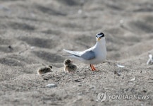 쇠제비갈매기 서식지 보호해 주세요…포항시 보호에 골머리 | 연합뉴스