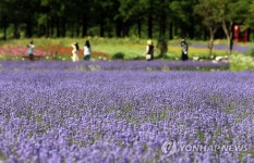보랏빛 유혹…만개한 라벤더 즐기는 관광객들 | 연합뉴스