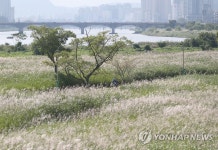 가을로 가는길…울산 태화강변 은빛 억새 | 연합뉴스