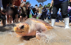 바다거북 방류행사 | 연합뉴스