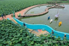 무안 회산백련지 산책 | 연합뉴스