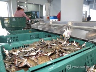 태안 봄꽃게가 돌아왔다 | 연합뉴스
