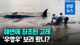 [영상] 여수와 고성 해변에 떠밀려온 고래들…골든 타임은? | 연합뉴스