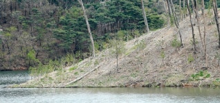 [르포] 가마우지 떠난 원주 거북섬…죽음의 섬에 움트는 생명력 | 연합뉴스