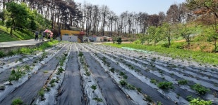 [#나눔동행] 산불 아픔 딛고 치유 공간으로…인월사의 희망 찬불가 | 연합뉴스