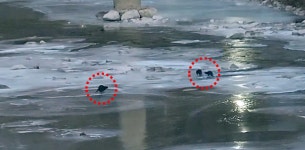 봉화 석포제련소 앞 하천서 수달 3마리 발견 | 연합뉴스