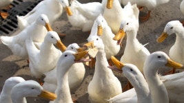 AI 의심 오리 확인…전남·광주 가금류 일시 이동중지 | 연합뉴스