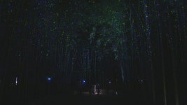 별빛처럼 반짝반짝…울산 십리대숲 은하수 길 인기 | 연합뉴스