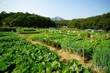 수원시, 당수·고색·천천동에 시민농장 운영 | 연합뉴스