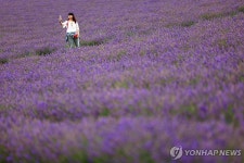 라벤더 오일이 만들어지는 과정…영국 캐슬 라벤더 농장 | 연합뉴스