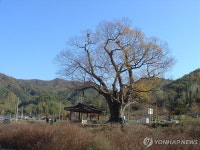 천연기념물 장성 느티나무 고사 주장…응급 대책 필요 | 연합뉴스