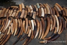 DNA로 아프리카 상아 밀수망 추적해보니…겨우 3개 조직 소행 | 연합뉴스