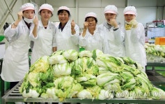 충주 앙성 상대촌마을 절임배추 본격 생산 | 연합뉴스