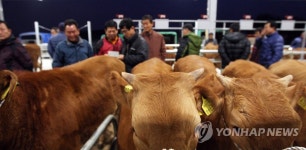 구제역 진정 청주 우시장 재개장 | 연합뉴스