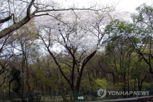 왕벚나무 자생지는 제주도…유전자 분석해 첫 규명 | 연합뉴스