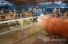 활기 되찾은 옥천가축시장 | 연합뉴스