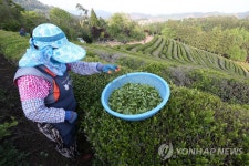 보성 녹차밭 찻잎 수확 | 연합뉴스