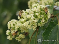 아, 헛개나무 꽃 달다 | 연합뉴스