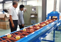 충주 중앙탑면 하늘작 복숭아 출하 | 연합뉴스