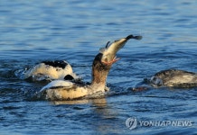 비오리의 사냥 | 연합뉴스