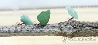 환경부-국립생태원 잎꾼개미 전시 | 연합뉴스