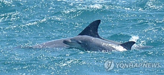헤엄치는 삼팔이와 새끼 돌고래 | 연합뉴스