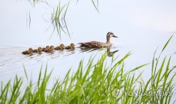 경포 습지서 노니는 오리 가족 | 연합뉴스