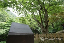 강천산 군립공원 수령 300년 모과나무 | 연합뉴스