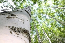 나지막한 숲의 속삭임…인제 자작나무 명품 숲 4일 조기 개방 | 연합뉴스