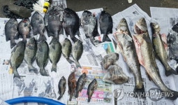 해경이 압수한 어획물 | 연합뉴스