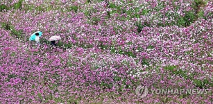 비와 코스모스 | 연합뉴스