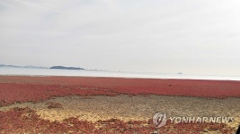 안산 대부도 갯벌 4.53㎢ 이달 중 습지보호지역 지정 | 연합뉴스