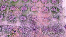 분홍빛으로 물든 강릉 복사꽃 마을 | 연합뉴스