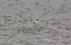 중선포천에서 발견된 검은머리갈매기 | 연합뉴스