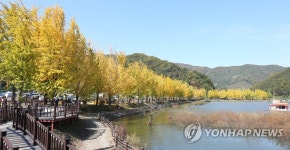 황금 옷으로 갈아입은 괴산 은행나무길 환상 | 연합뉴스