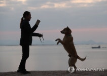 황색 진도개 훈련 | 연합뉴스