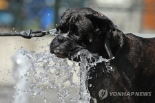 불볕더위에 분수대로 뛰어든 견공 | 연합뉴스